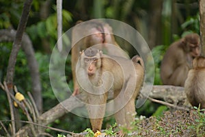 Macaques Beruk photo