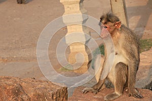 Macaque monkey near the temples in Badami photo