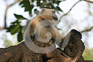 Macaque Monkey in Ranthambore NP photo