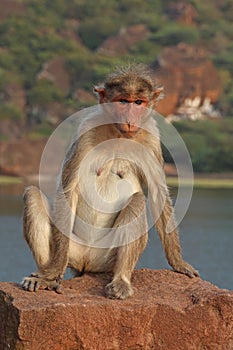 Macaque Monkey, Badami, Bagalkot, Karnataka, India photo