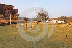Cattle and Macaque Monkey, Badami, Bagalkot, Karnataka, India photo