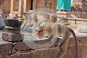 Macaque Monkeys Eating Sugar Left on Shrine, Pattadakal Temples, near Badami, Bagalot, Karnataka, India. photo