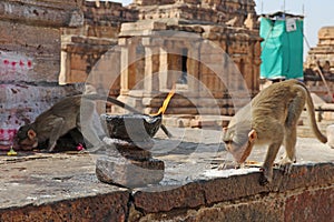Macaque Monkeys Eating Sugar Left on Shrine, Pattadakal Temples, near Badami, Bagalot, Karnataka, India. photo