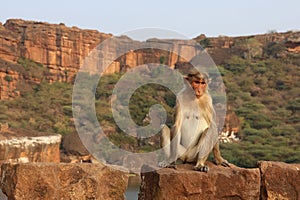 Macaque Monkey, Badami, Bagalkot, Karnataka, India photo