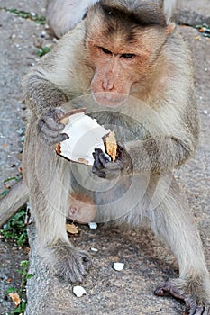 Macaque Monkey eating Coconut at Virupaksha Temple in Hampi near Hospete, Karnataka, India photo