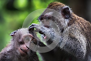 Macaques engaging in classic grooming behavior in Ubud Monkey Forest, Bali, Indonesia