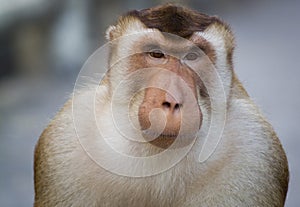 Macaques are familiar brown primates photo