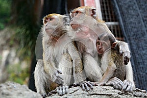 Macaques family at Batu Caves hindu temple. Gombak, Selangor. Malaysia