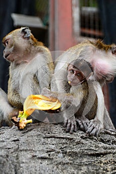 Macaques family at Batu Caves hindu temple. Gombak, Selangor. Malaysia