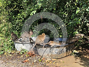 Macaques funny swim in a large basin in the jungle in the afternoon