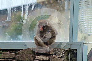 Macaques grooming eachother in a monkey display in a botanical gardens, Launceston, Tasmania