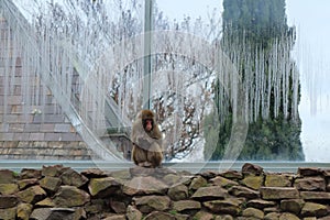 Macaques grooming eachother in a monkey display in a botanical gardens, Launceston, Tasmania