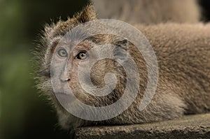 Macaques Monkey
