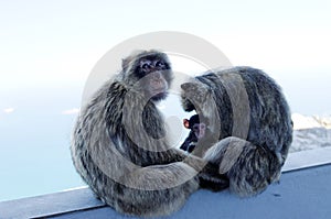 Macaques monkey family