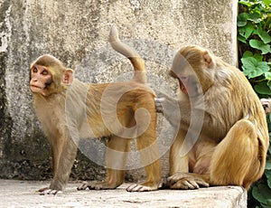 Macaques Life