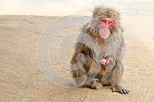 Macaques mother feeding