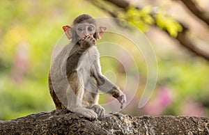 Macaques in nature. Macaques constitute a genus (Macaca) of gregarious monkeys