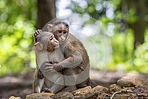 Macaques playing and fighting to each other in the dark tropical forest in the Sanjay Gandhi National Park Mumbai Maharashtra Indi