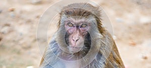 Front portrait of an old macaque photo
