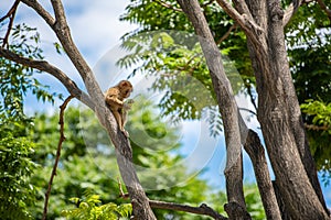 A macaque sits on a tall tree holding some leaves in its hand photo