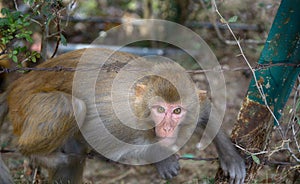 Macaques rhesus (Macaca mulatta) full portrait photo