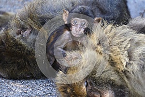 Macaques in the Rock of Gibraltar. British Territory