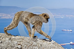 Macaques in the Rock of Gibraltar. British Territory photo