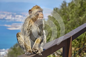 Macaques in the Rock of Gibraltar. British Territory photo