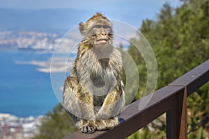 Macaques in the Rock of Gibraltar. British Territory photo