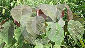 Macaranga grandifolia (Euphorbiaceae, nasturtium tree, parasol leaf tree, bingabing, Croton grandifolius)