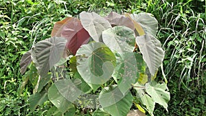 Macaranga grandifolia (Euphorbiaceae, nasturtium tree, parasol leaf tree, bingabing, Croton grandifolius)