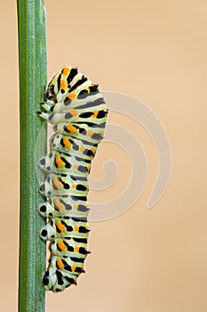 Macaron Butterfly worm on branch