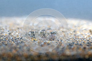 The Macaronesian goby Mauligobius maderensis photo