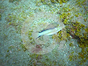 Macaronesian sharpnose-puffer, contain tetrodotoxin, and are highly toxic to most animals when eaten