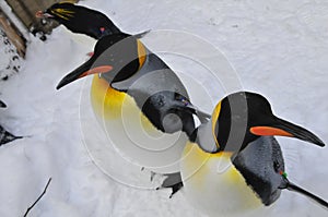 Macaroni and King Penguins