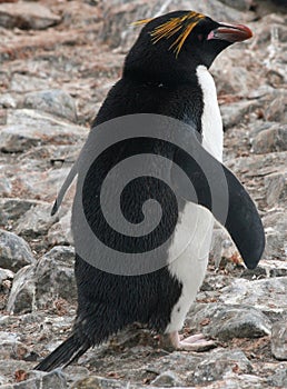 Macaroni penguin 5