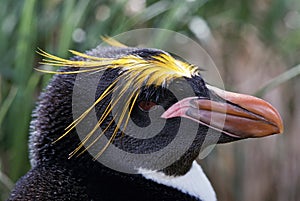 Macaroni Penguin Close-Up photo
