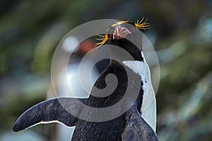 Macaroni Penguin on Elephant Island, Antarctica