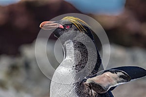 Macaroni penguin flaps wings to dry after exiting the sea