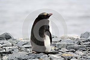 Macaroni penguin on Half Moon Island, Antarctica