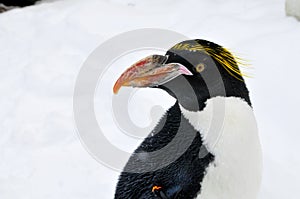 Macaroni Penguin head turn