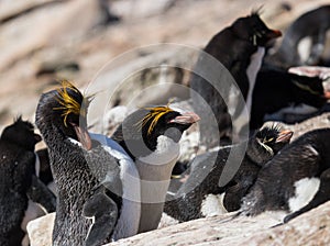 Macaroni penguin pair with rockhoppers