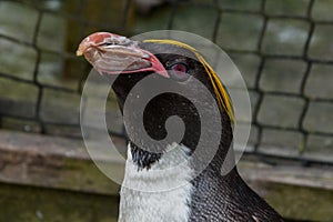 Macaroni Penguin Portrait