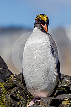 Macaroni Penguin preens feathers after exiting the sea in South Georgia