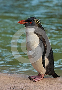 Macaroni penguin