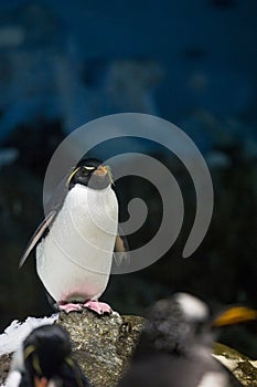 Macaroni Penguin standing on Stone and Ice in fornt of black and blue Background