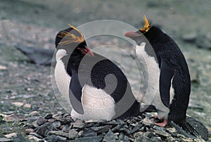 Macaroni Penguins