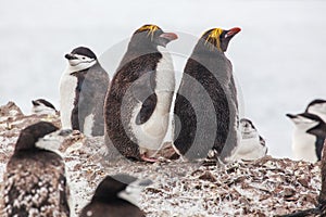 Macaroni penguins with Chinstrap penguin walking on the coast