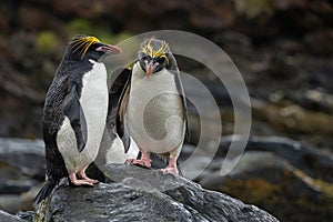 Macaroni penguins on the shoreline, South Georgia Island