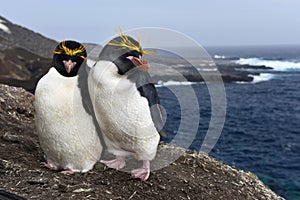 Macaroni penguins on Zavodovski Island photo
